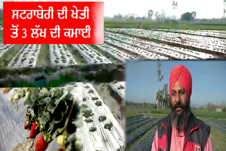 This farmer of Rupnagar is earning millions from the farming of strawberries