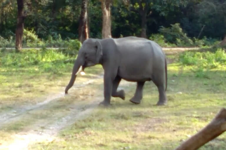 man trampled to death  wild tusker attacked man  Divisional Forest Officer  ഒഡീഷയിൽ കാട്ടാന ചവിട്ടിക്കൊന്ന് ഒരാൾ മരിച്ചു