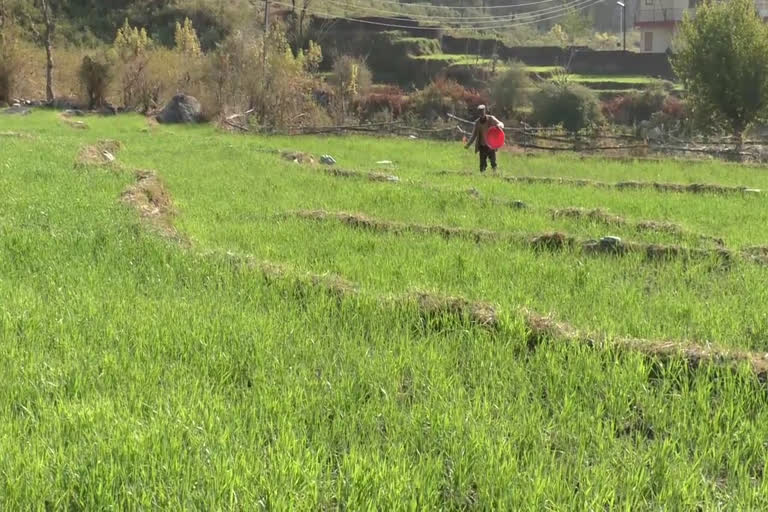 Agricultural University palampur did research on Rabi crop