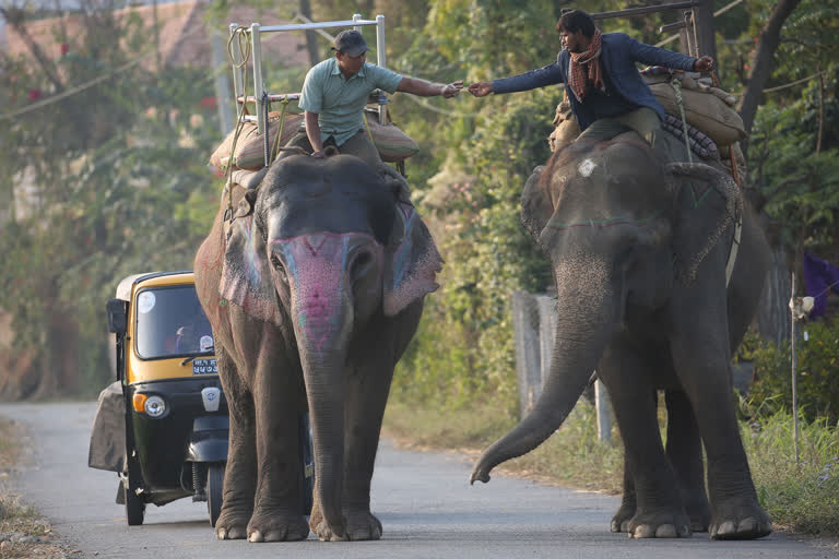 Lakshmi's stay in elephant rehabilitation centre cannot be termed illegal: Delhi HC