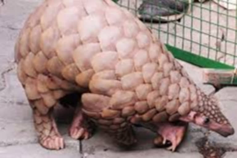 Pangolin seized in Bengal, one arrested