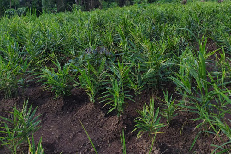 ভৌগলিক স্বিকৃতিপ্ৰাপ্ত 'অসম কাৰ্বি আংলং আ