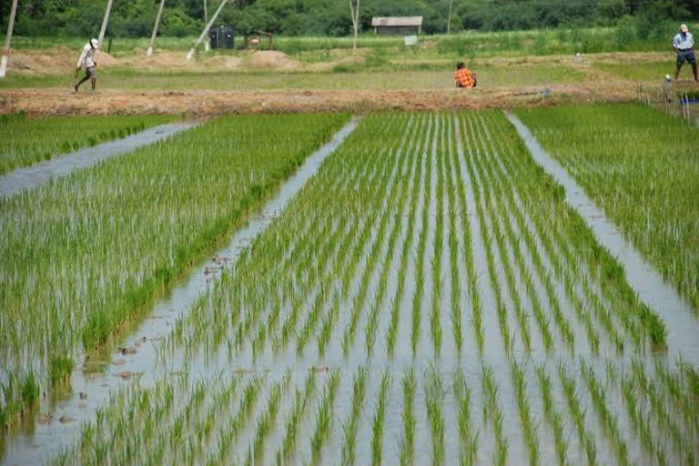 Paddy special story  Nagapattinam news  1030 traditional paddy varieties  tamil nadu news'  ശരവണകുമാരൻ  പരമ്പരാഗത നെൽകൃഷി വീണ്ടെടുക്കാൻ 1030 വിത്തിനങ്ങൾ ശേഖരിച്ച് ശരവണകുമാരൻ  Nagapattinam family breaks record by retrieving 1030 traditional paddy varieties