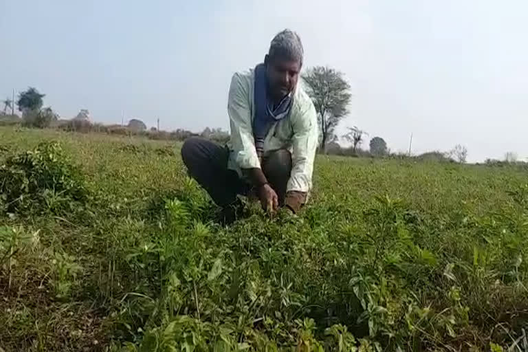 plantation of Japanese mint