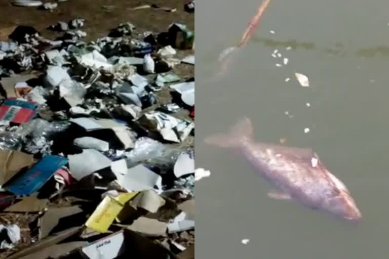 Fishes died in the pool after the Tatapani festival