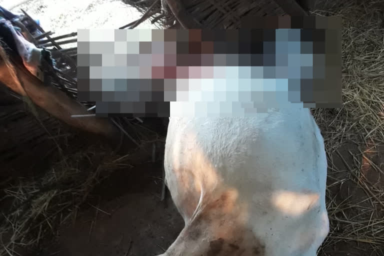 cow was killed during a tiger attack In Chandrapur