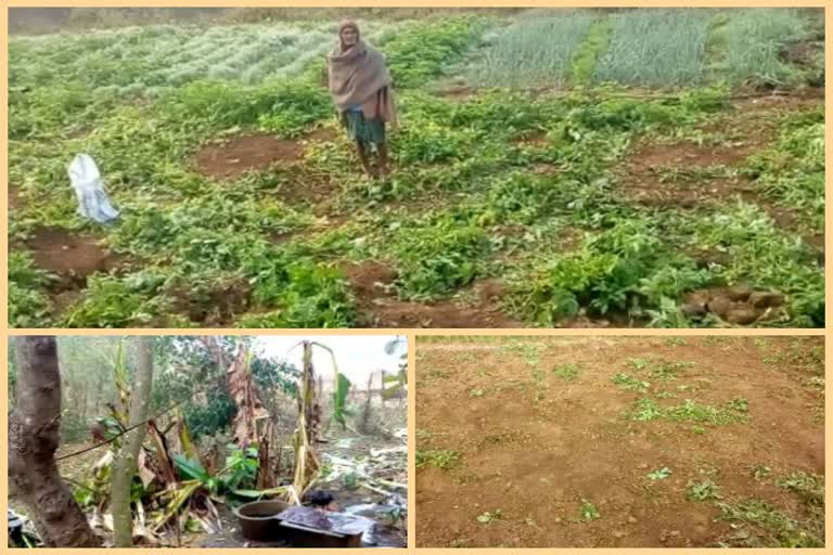 loss of vegetable for Elephant