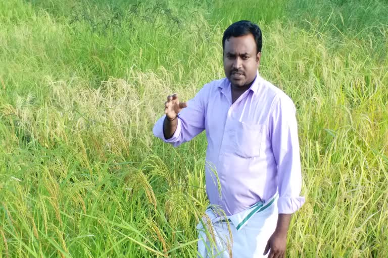 A Nagapattinam family breaks records by retrieving 1030 traditional paddy varieties