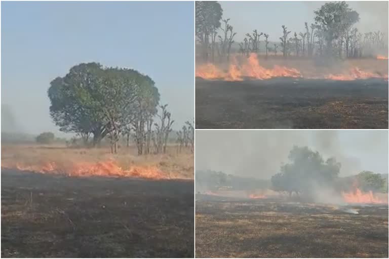 गुहागरमधील गिमवी मुंढर माळरानावर मोठा वणवा