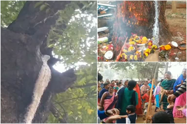 milk coming out of neem tree in jamshedpur