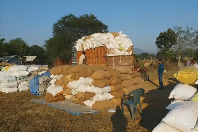 paddy procurement open in  field at ambajhari