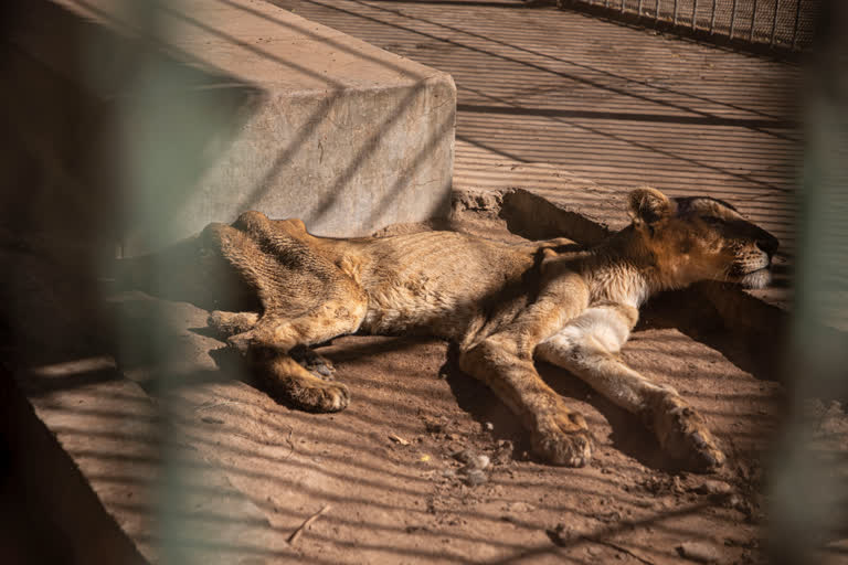 Starving lions in Sudan zoo spark global concern