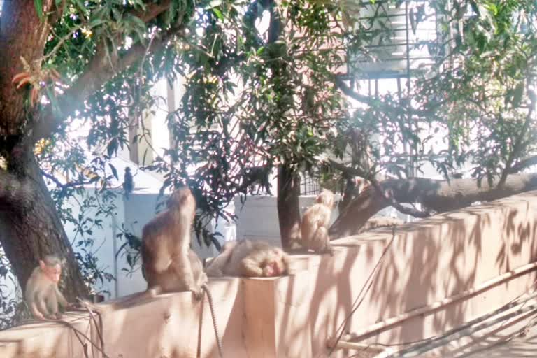 Twenty monkeys ingested by poisoning - life saving by  BBMP forest unit