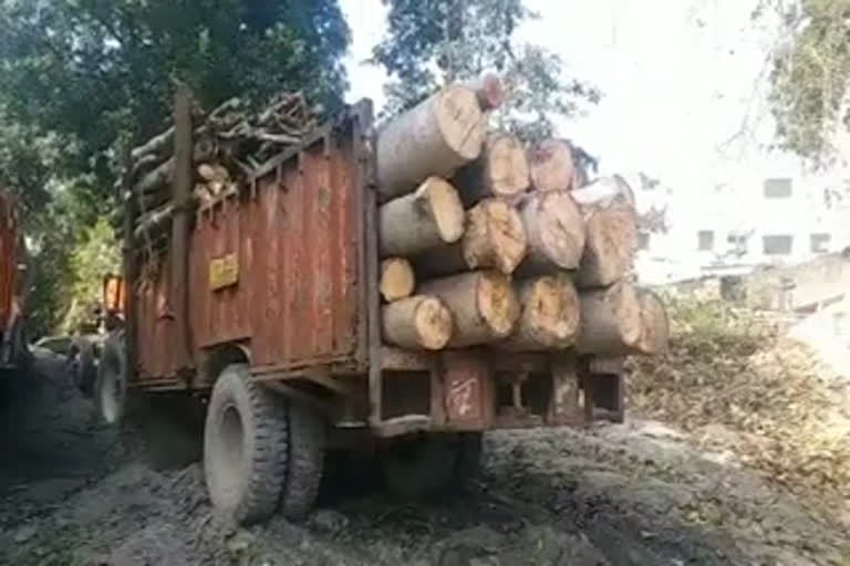 haldwani wood smuggling updates, हल्द्वानी लकड़ी की तस्करी समाचार