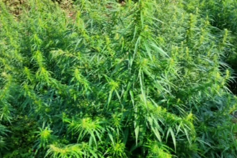 Cannabis plants destroyed by police in visakha agency