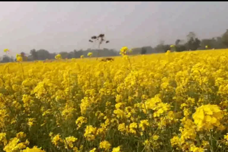 সৰিয়হ খেতিৰে স্বাৱলম্বী