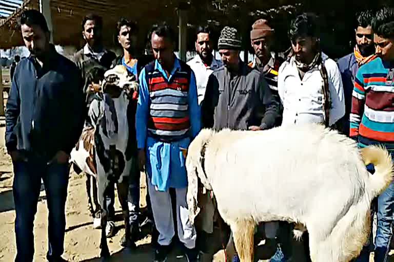 Animal fair in Hanumangarh, पशु मेला का आयोजन