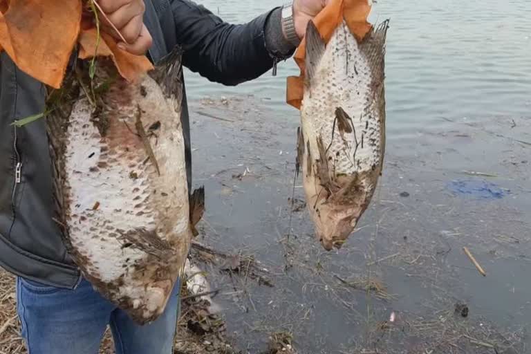 death of fish in bhiwani aquarium tank