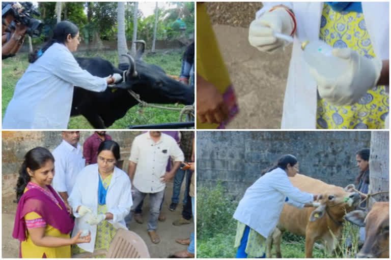 ക്ഷീരകർഷകർ  ലുംപി ത്വക്ക് രോഗം  വാക്സിൻ പാലക്കാട് എത്തിച്ചു  Lumpy skin disease  Lumpy skin disease Vaccine