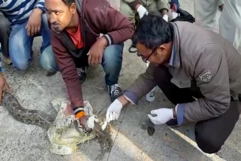 Rescue of injured Python in seoni