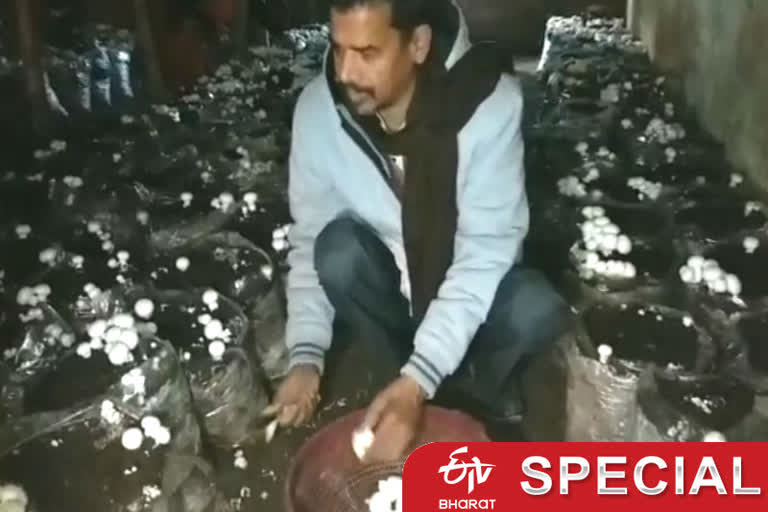 mushroom cultivation