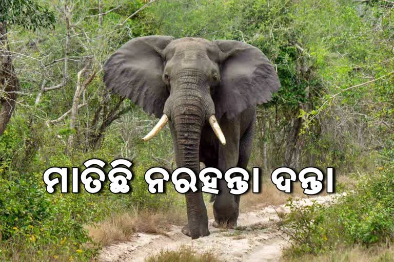 3 killed by elephant attack