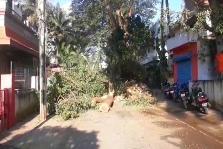 Hescom staff cutting down trees in hubli