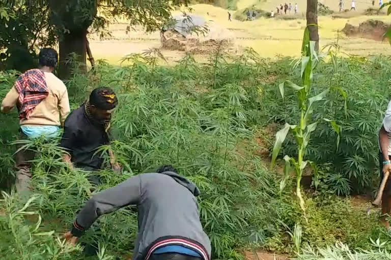 155 acres of Cannabis plants destroyed at visakhapatnam agency