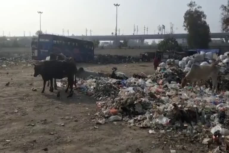 farmers of faridabad are facing problems by cattle