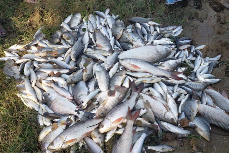 sizan-fish-poisoned-pond