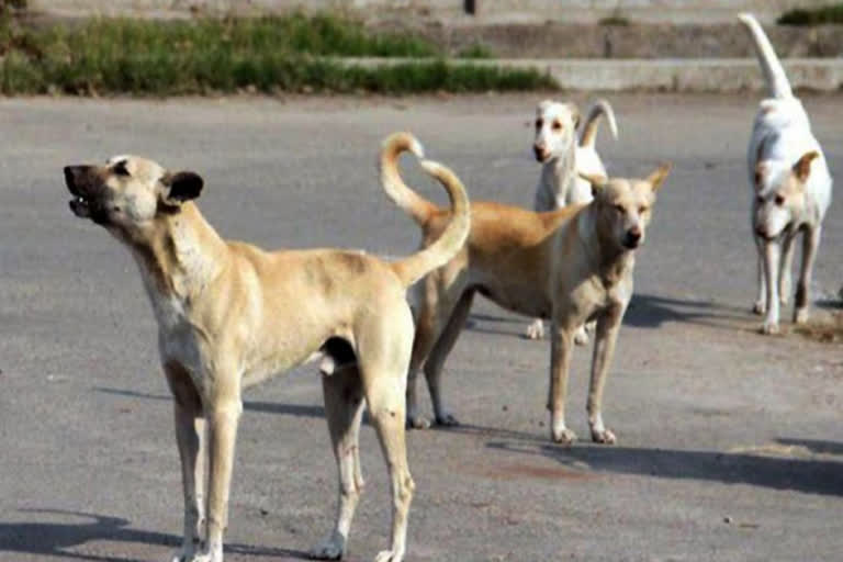 dog are increasing in buxar