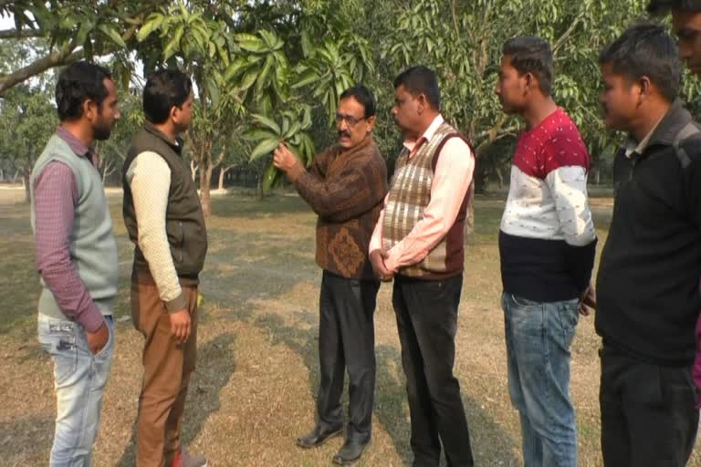 malda mango cultivation