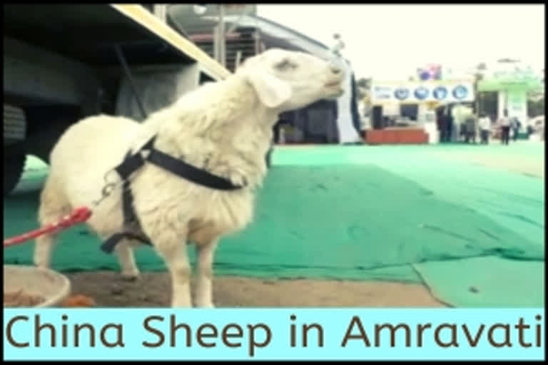 This pet China sheep is the talk of the town in Amravati