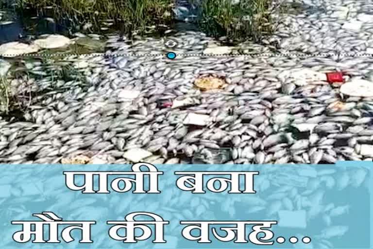 नगर निगम जयपुर, mansagar lake, जयपुर न्यूज, राजस्थान न्यूज, jaipur latest news, rajasthan news in hindi