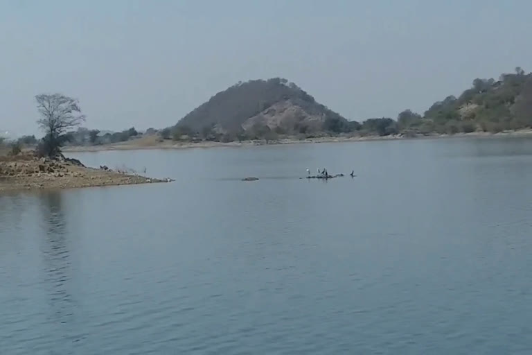 बूंदी में पक्षियों की गणना जारी, Counting of birds in Bundi continues