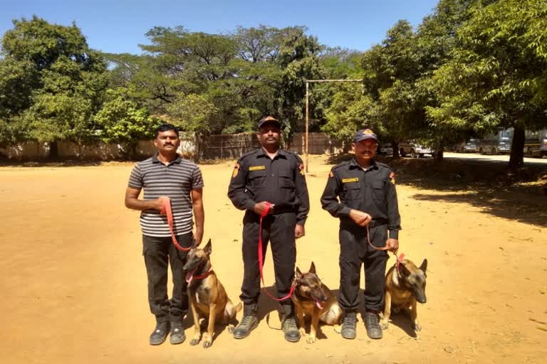 The Belgian Malinois Shepherd's dog is ready to give protection!