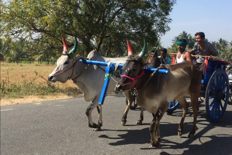 rekla race in annur coimbatore