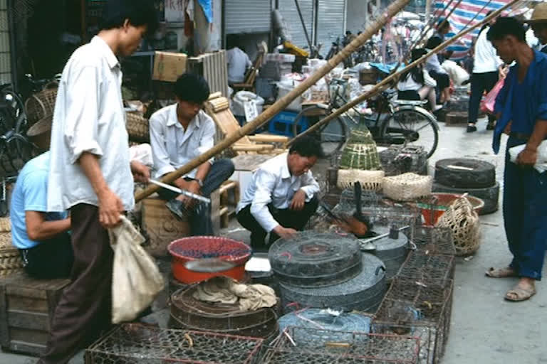 China imposes Ban on Forest Animals selling including Snakes