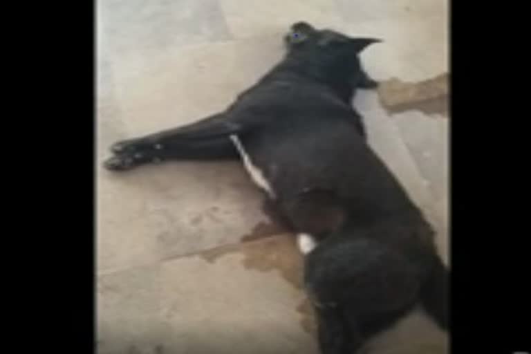 Poison fed to street dog: 7 dogs dead, 4 under treatment