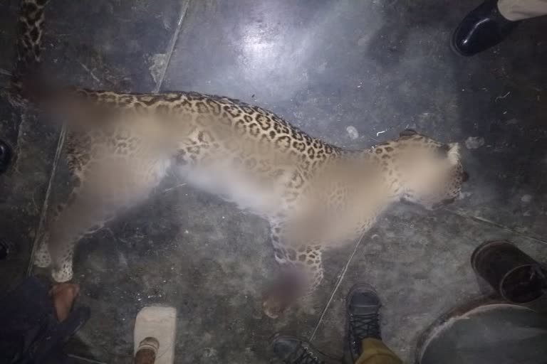 Leopard attacked couple in Hamirpur