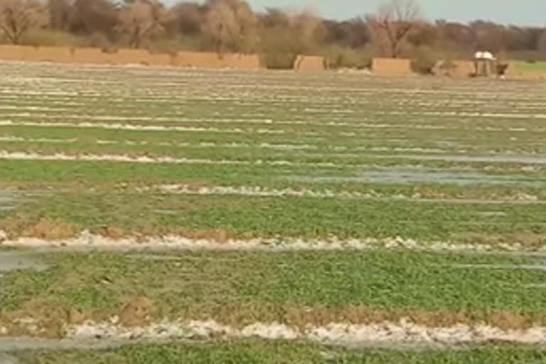 किसानों की फसल पूरी तरह बर्बाद, Farmers' crop completely ruined