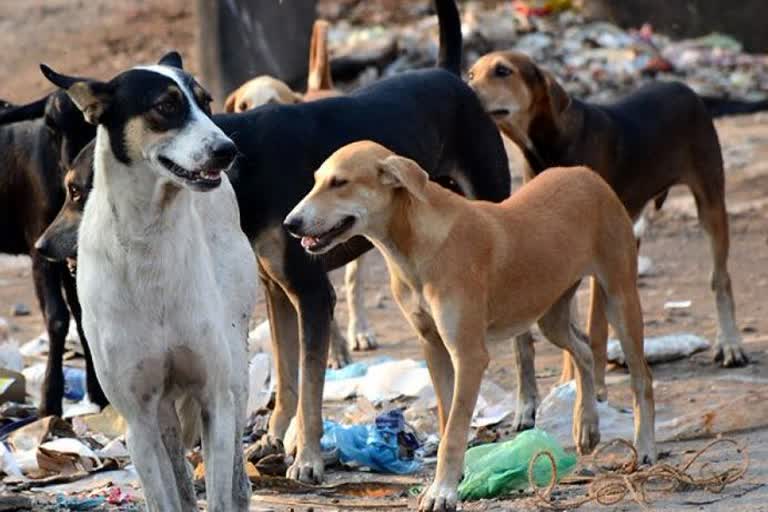 stray dogs in khanna