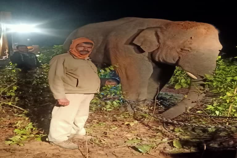 elephant tranquilized in jajpur