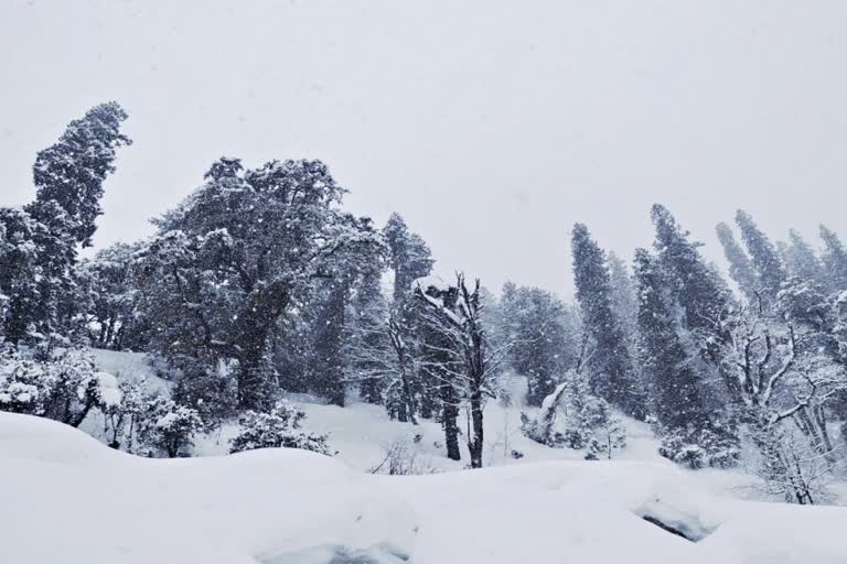 snowfall started again in kullu