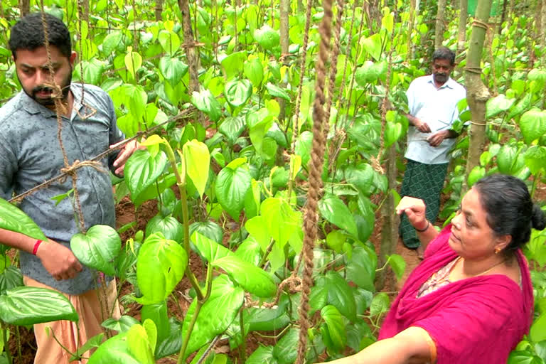 betal leaves harvesting  വെറ്റില കൃഷി  പച്ചക്കറിക്കൃഷി  ചിലാന്തി കർപ്പൂരം  പന്നി കർപ്പൂരം  ബ്രോ മുട്ടൻ  സുകുമാരൻ നായർ