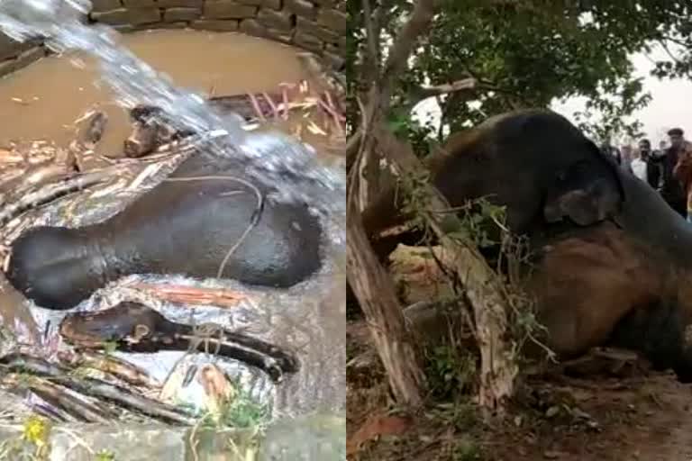 Elephant rescued, हाथी का किया रेस्कयू