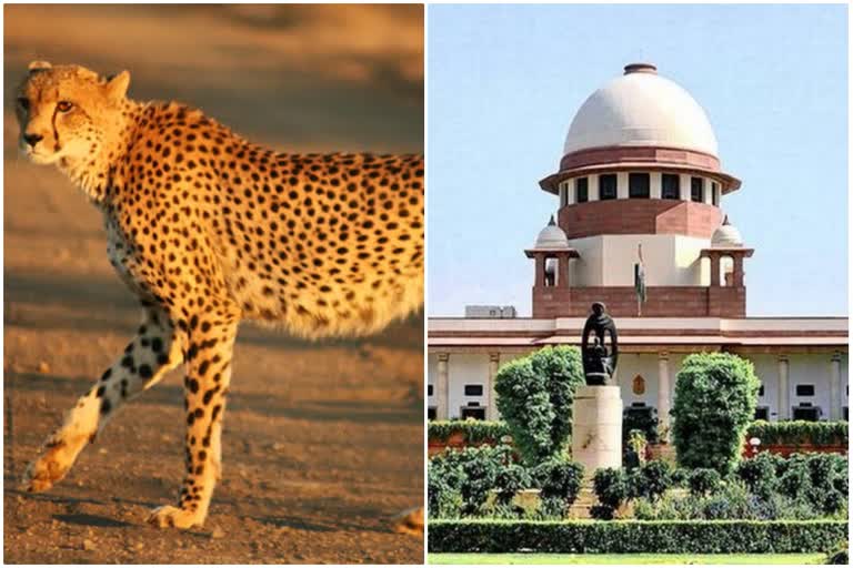 sc-allows-centre-to-bring-african-cheetah-to-suitable-wildlife-habitat-in-india