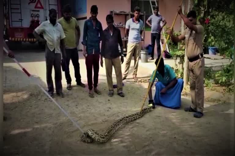 வாணியம்பாடியில்10 அடி நீளமுள்ள மலைப்பாம்பு பிடிபட்டது.! திருப்பத்தூர் 10 அடி நீளமுள்ள மலைப்பாம்பு பிடிபட்டது.! 10 அடி நீளமுள்ள மலைப்பாம்பு பிடிபட்டது. 10 feet long python caught in Vaniyambadi. 10 feet long python caught in Thiruppattur python caught in Thiruppattur