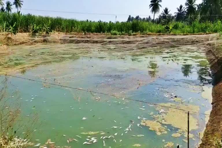 Erode Fishes death