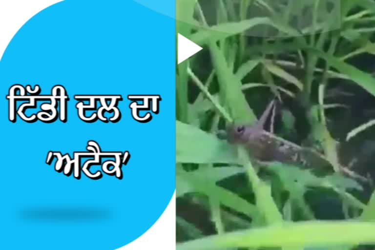 locust group found in barnala